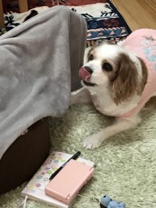 あずき1