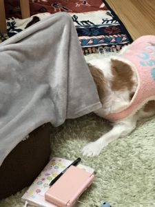 あずき2